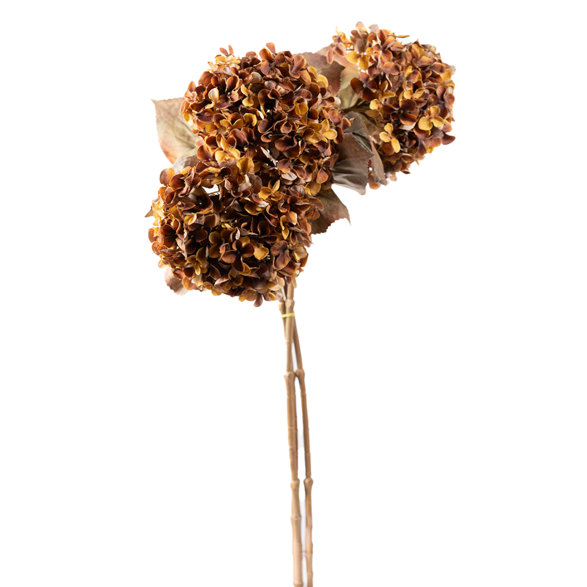 Antique Hydrangea Stem