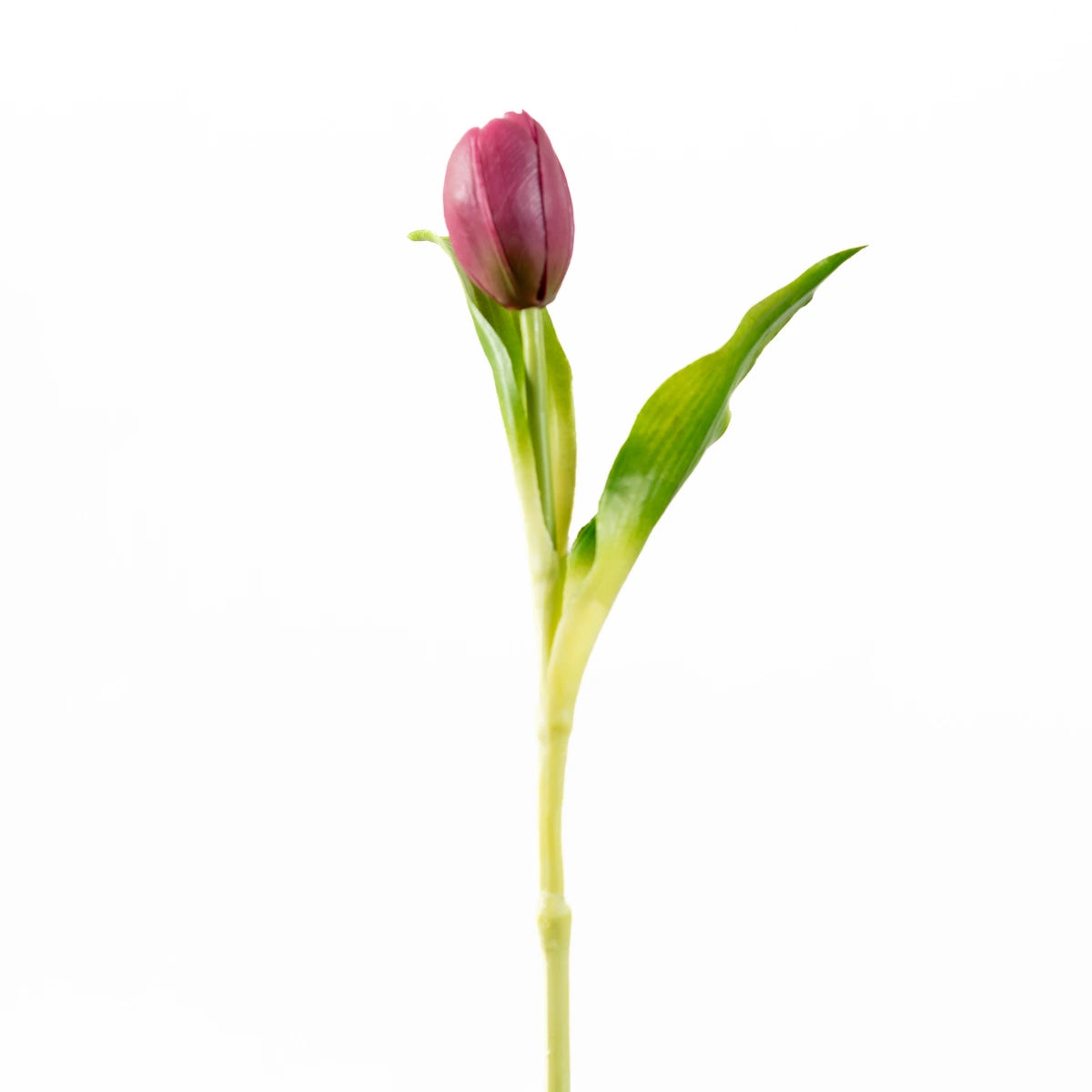 Tulip Bunch- Compact