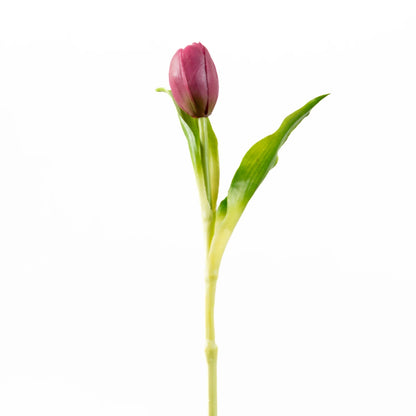 Tulip Bunch- Compact