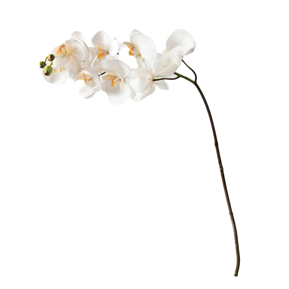 Orchid Stem